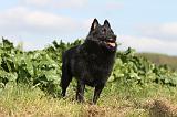 SCHIPPERKE 435